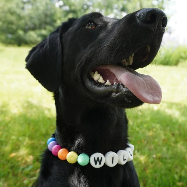 Pet Beaded Name Collar With Bracelet Set
